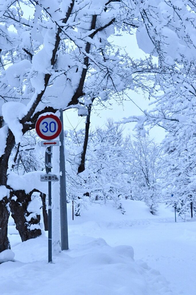雪に覆われた美唄の並木道
