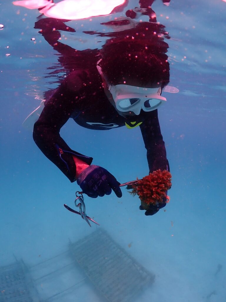 シュノーケリングで養殖珊瑚についた海藻を取り除く様子